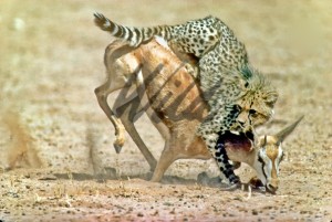 Cheetah-bringing-down-Springbok-prey_fs