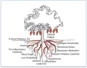 adrenal-fruit1