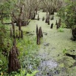 swamp water